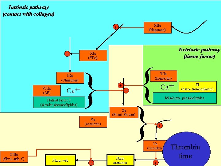 Intrinsic pathway (contact with collagen) XIIa (Hageman) + + IXa (Christmas) VIIIa (AF) Ca++