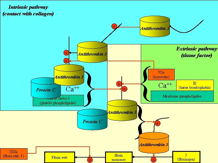 Intrinsic pathway (contact with collagen) XIIa + + + XIa Antithrombin (PTA) IXa Antithrombin