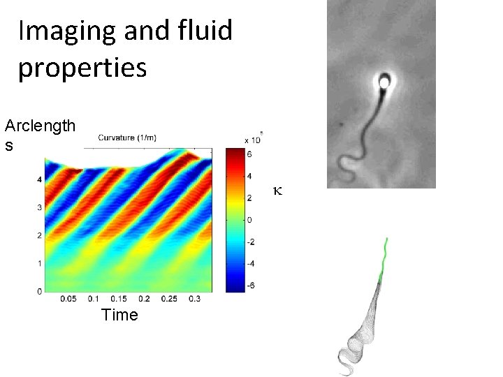 Imaging and fluid properties Arclength s k Time 