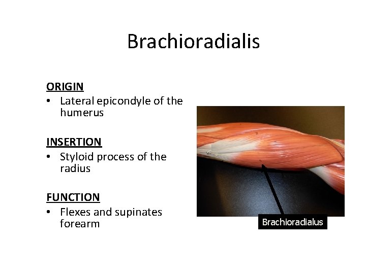 Brachioradialis ORIGIN • Lateral epicondyle of the humerus INSERTION • Styloid process of the