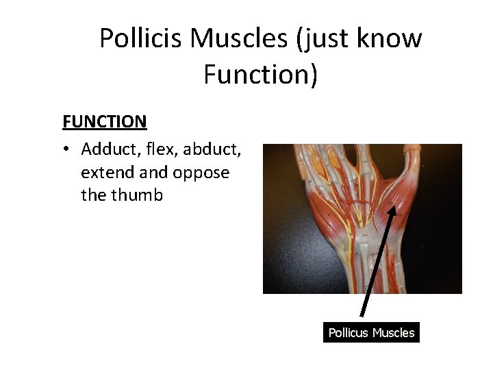 Pollicis Muscles (just know Function) FUNCTION • Adduct, flex, abduct, extend and oppose thumb