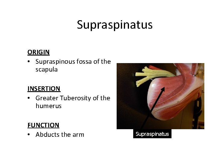 Supraspinatus ORIGIN • Supraspinous fossa of the scapula INSERTION • Greater Tuberosity of the