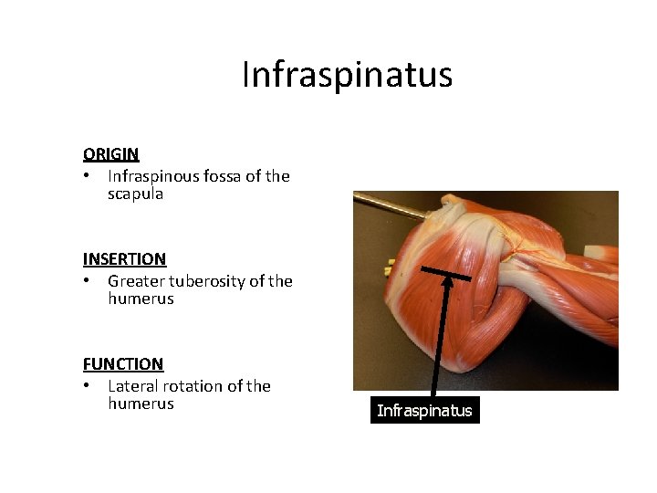 Infraspinatus ORIGIN • Infraspinous fossa of the scapula INSERTION • Greater tuberosity of the