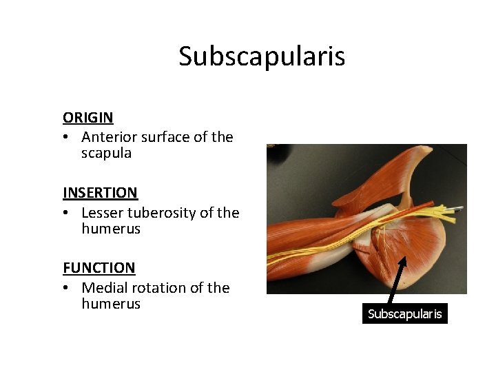 Subscapularis ORIGIN • Anterior surface of the scapula INSERTION • Lesser tuberosity of the