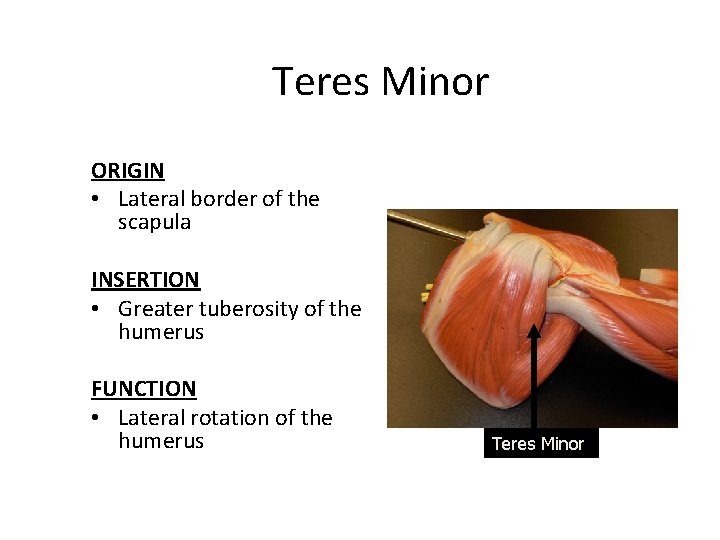 Teres Minor ORIGIN • Lateral border of the scapula INSERTION • Greater tuberosity of