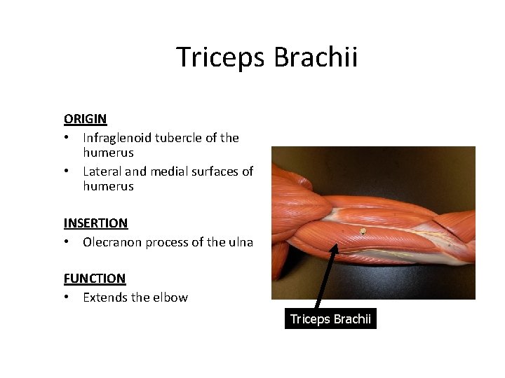 Triceps Brachii ORIGIN • Infraglenoid tubercle of the humerus • Lateral and medial surfaces