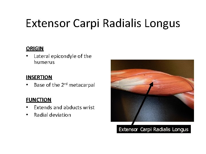 Extensor Carpi Radialis Longus ORIGIN • Lateral epicondyle of the humerus INSERTION • Base