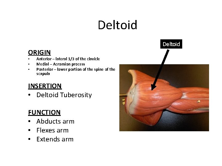 Deltoid ORIGIN • • • Anterior – lateral 1/3 of the clavicle Medial –