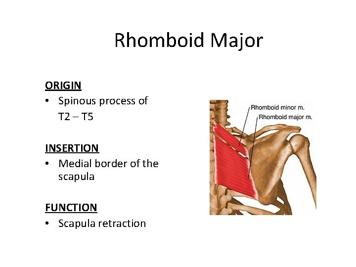 Rhomboid Major ORIGIN • Spinous process of T 2 – T 5 INSERTION •