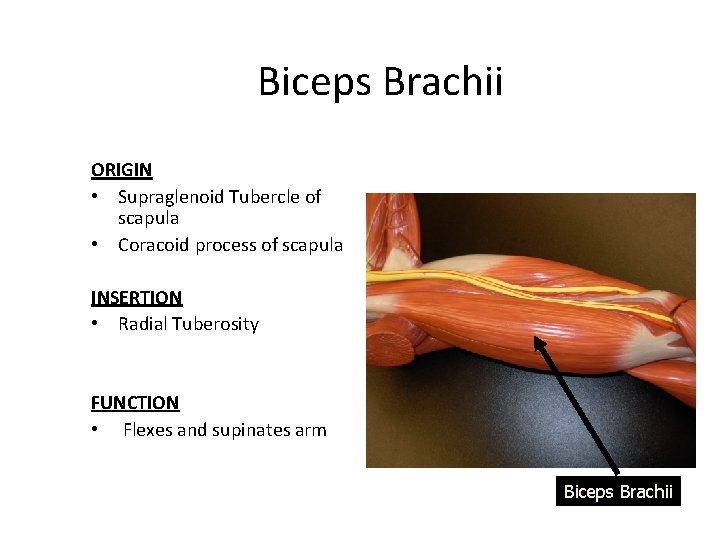 Biceps Brachii ORIGIN • Supraglenoid Tubercle of scapula • Coracoid process of scapula INSERTION
