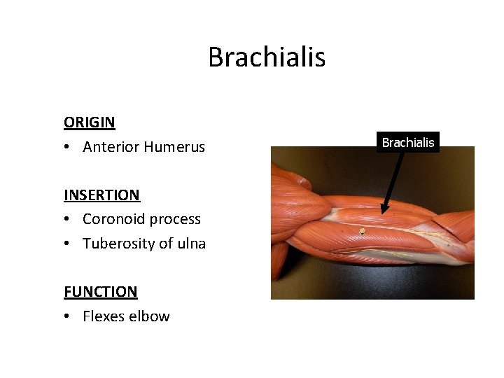 Brachialis ORIGIN • Anterior Humerus INSERTION • Coronoid process • Tuberosity of ulna FUNCTION