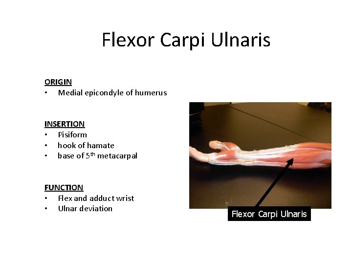 Flexor Carpi Ulnaris ORIGIN • Medial epicondyle of humerus INSERTION • Pisiform • hook