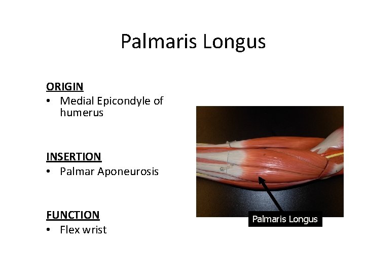 Palmaris Longus ORIGIN • Medial Epicondyle of humerus INSERTION • Palmar Aponeurosis FUNCTION •