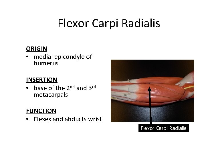 Flexor Carpi Radialis ORIGIN • medial epicondyle of humerus INSERTION • base of the