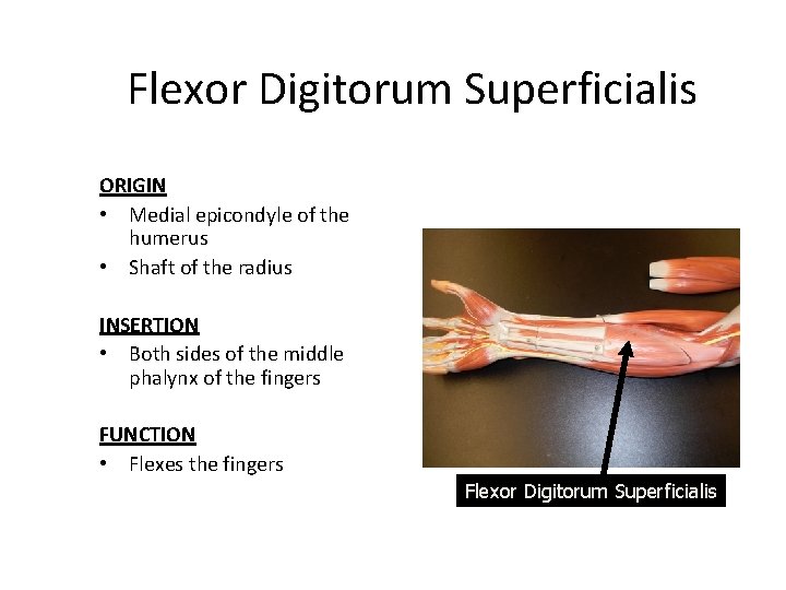 Flexor Digitorum Superficialis ORIGIN • Medial epicondyle of the humerus • Shaft of the