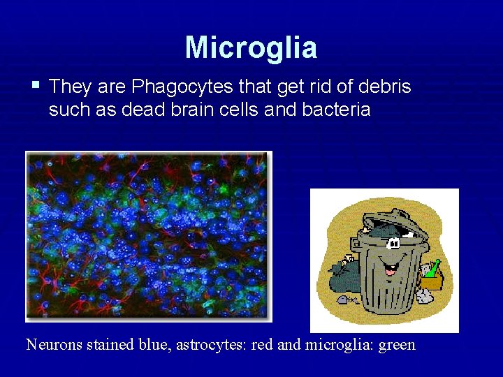 Microglia § They are Phagocytes that get rid of debris such as dead brain