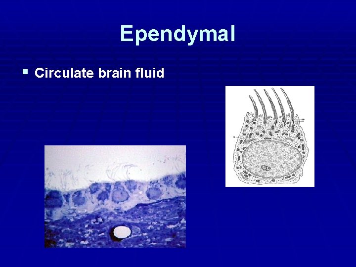 Ependymal § Circulate brain fluid Ependymal § Circulate brain fluid