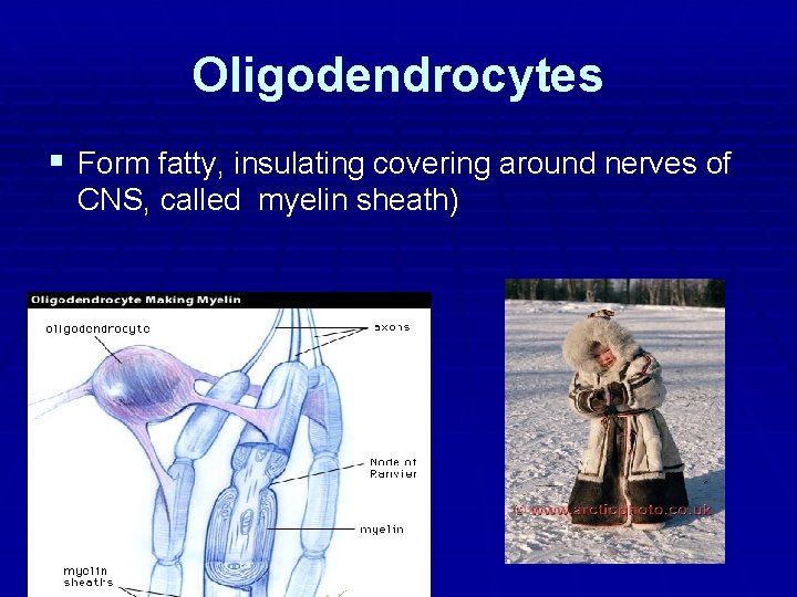 Oligodendrocytes § Form fatty, insulating covering around nerves of CNS, called myelin sheath) Oligodendrocytes § Form fatty, insulating covering around nerves of CNS, called myelin sheath)