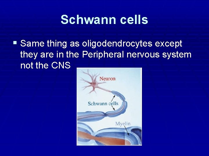 Schwann cells § Same thing as oligodendrocytes except they are in the Peripheral nervous Schwann cells § Same thing as oligodendrocytes except they are in the Peripheral nervous