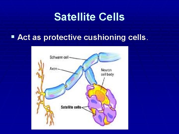Satellite Cells § Act as protective cushioning cells. 