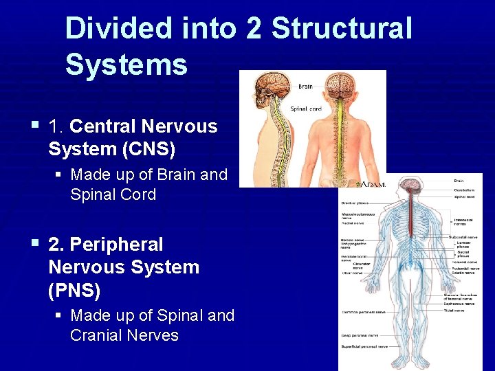 Divided into 2 Structural Systems § 1. Central Nervous System (CNS) § Made up