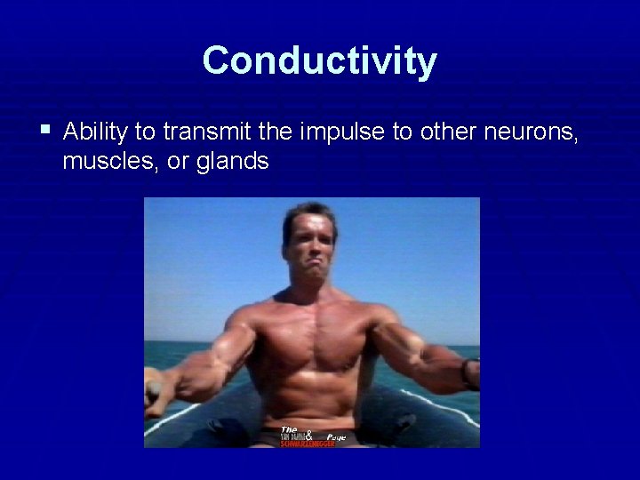 Conductivity § Ability to transmit the impulse to other neurons, muscles, or glands Conductivity § Ability to transmit the impulse to other neurons, muscles, or glands