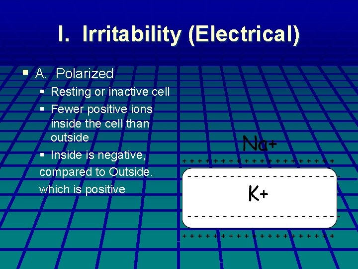I. Irritability (Electrical) § A. Polarized § Resting or inactive cell § Fewer positive I. Irritability (Electrical) § A. Polarized § Resting or inactive cell § Fewer positive