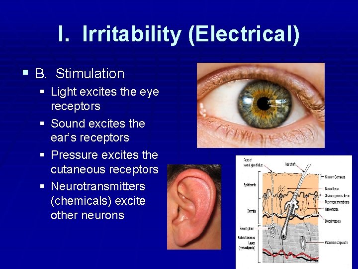 I. Irritability (Electrical) § B. Stimulation § Light excites the eye receptors § Sound I. Irritability (Electrical) § B. Stimulation § Light excites the eye receptors § Sound