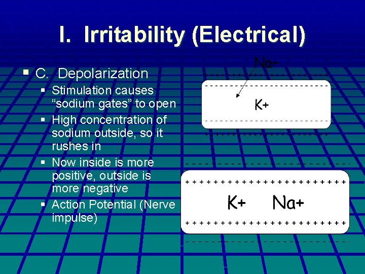 I. Irritability (Electrical) § C. Depolarization § Stimulation causes “sodium gates” to open §