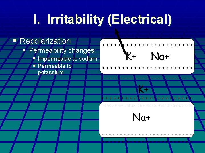 I. Irritability (Electrical) § Repolarization § Permeability changes: § Impermeable to sodium § Permeable I. Irritability (Electrical) § Repolarization § Permeability changes: § Impermeable to sodium § Permeable