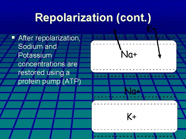 Repolarization (cont. ) § After repolarization, Sodium and Potassium concentrations are restored using a