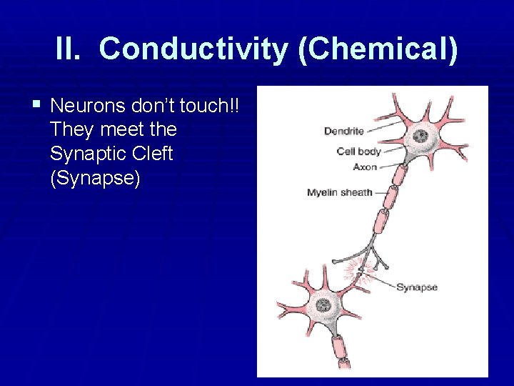 II. Conductivity (Chemical) § Neurons don’t touch!! They meet the Synaptic Cleft (Synapse) II. Conductivity (Chemical) § Neurons don’t touch!! They meet the Synaptic Cleft (Synapse)