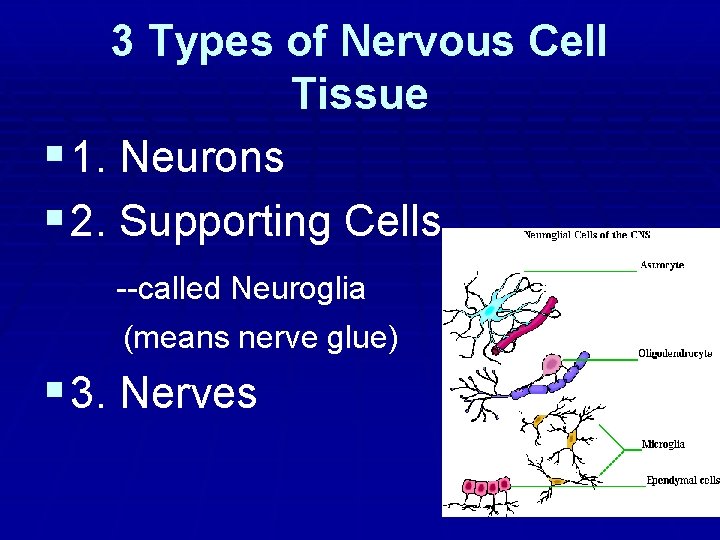 3 Types of Nervous Cell Tissue § 1. Neurons § 2. Supporting Cells --called