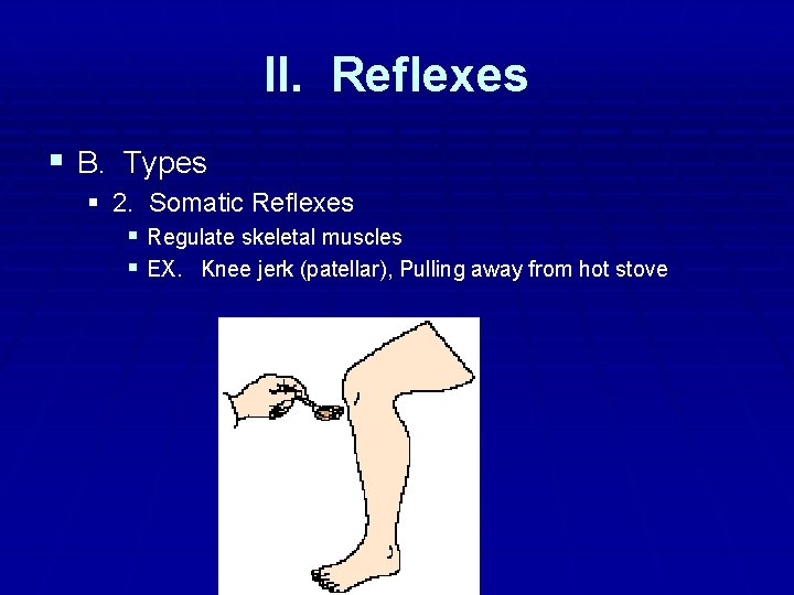 II. Reflexes § B. Types § 2. Somatic Reflexes § Regulate skeletal muscles §