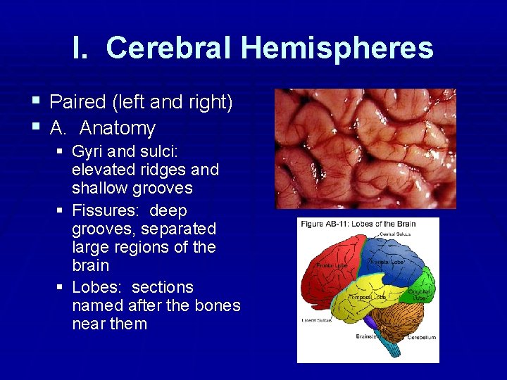 I. Cerebral Hemispheres § Paired (left and right) § A. Anatomy § Gyri and
