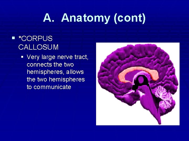 A. Anatomy (cont) § *CORPUS CALLOSUM § Very large nerve tract, connects the two