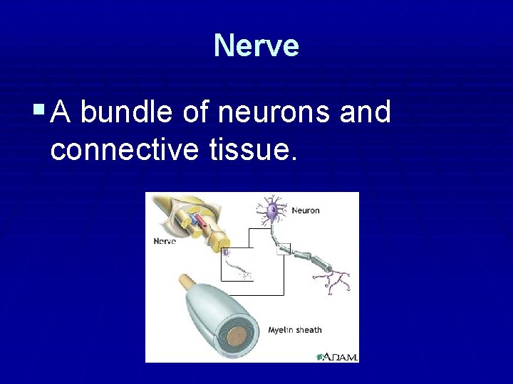 Nerve § A bundle of neurons and connective tissue. Nerve § A bundle of neurons and connective tissue.