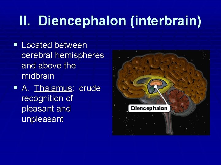II. Diencephalon (interbrain) § Located between cerebral hemispheres and above the midbrain § A.