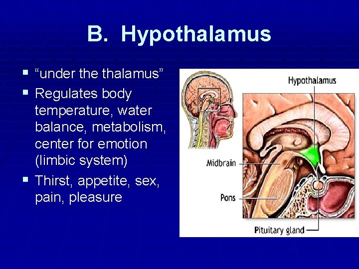 B. Hypothalamus § “under the thalamus” § Regulates body temperature, water balance, metabolism, center B. Hypothalamus § “under the thalamus” § Regulates body temperature, water balance, metabolism, center