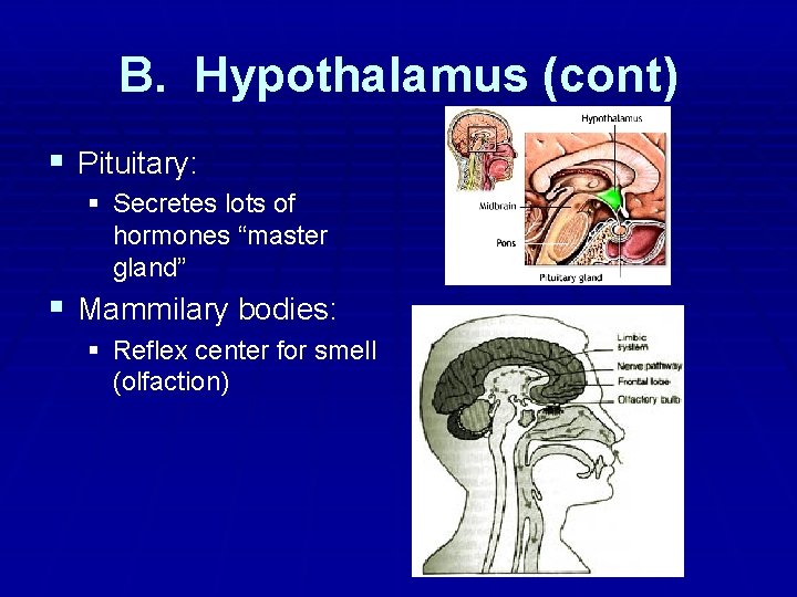 B. Hypothalamus (cont) § Pituitary: § Secretes lots of hormones “master gland” § Mammilary