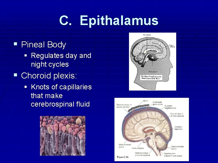 C. Epithalamus § Pineal Body § Regulates day and night cycles § Choroid plexis: C. Epithalamus § Pineal Body § Regulates day and night cycles § Choroid plexis: