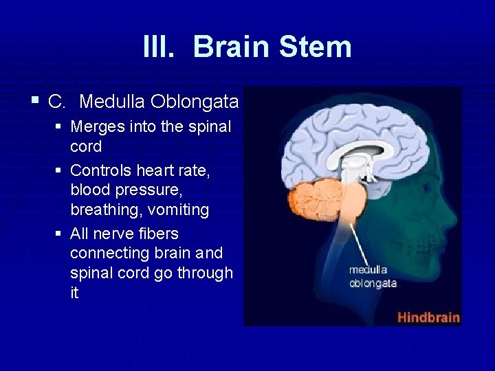 III. Brain Stem § C. Medulla Oblongata § Merges into the spinal cord § III. Brain Stem § C. Medulla Oblongata § Merges into the spinal cord §