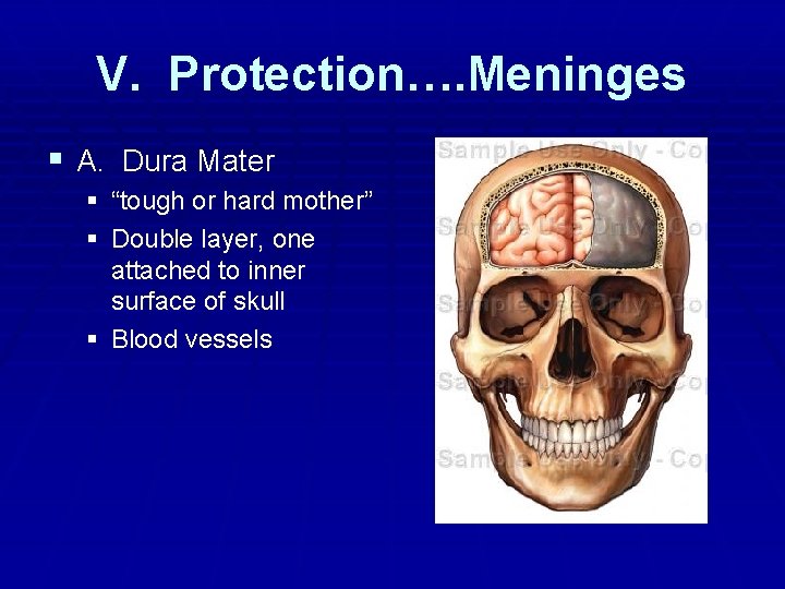 V. Protection…. Meninges § A. Dura Mater § “tough or hard mother” § Double