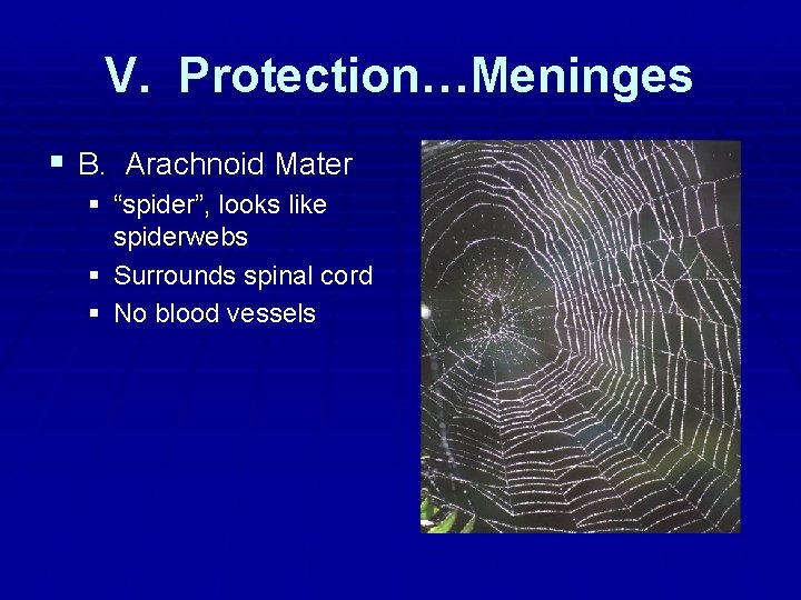 V. Protection…Meninges § B. Arachnoid Mater § “spider”, looks like spiderwebs § Surrounds spinal