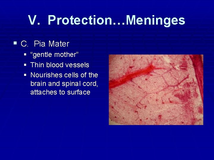 V. Protection…Meninges § C. Pia Mater § “gentle mother” § Thin blood vessels § V. Protection…Meninges § C. Pia Mater § “gentle mother” § Thin blood vessels §