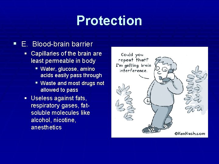 Protection § E. Blood-brain barrier § Capillaries of the brain are least permeable in Protection § E. Blood-brain barrier § Capillaries of the brain are least permeable in