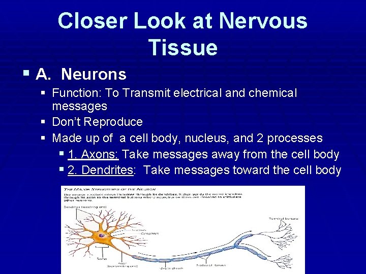 Closer Look at Nervous Tissue § A. Neurons § Function: To Transmit electrical and