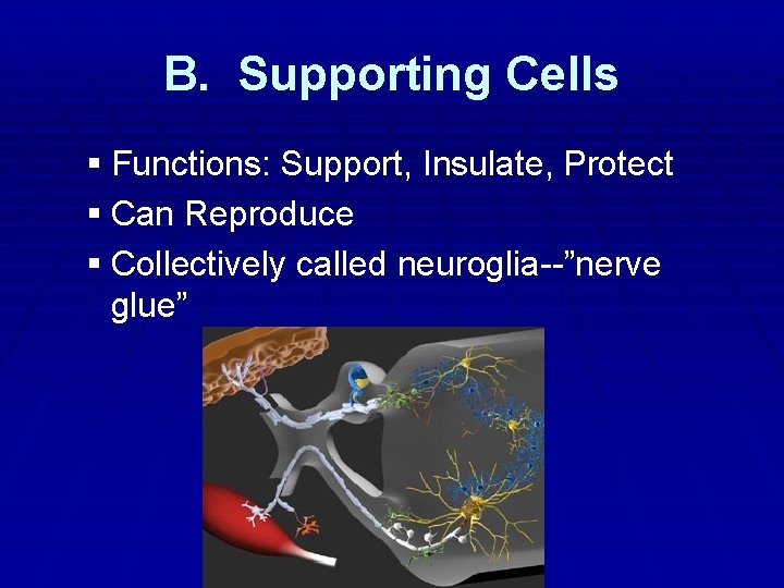 B. Supporting Cells § Functions: Support, Insulate, Protect § Can Reproduce § Collectively called