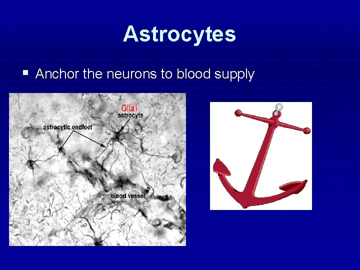 Astrocytes § Anchor the neurons to blood supply Astrocytes § Anchor the neurons to blood supply