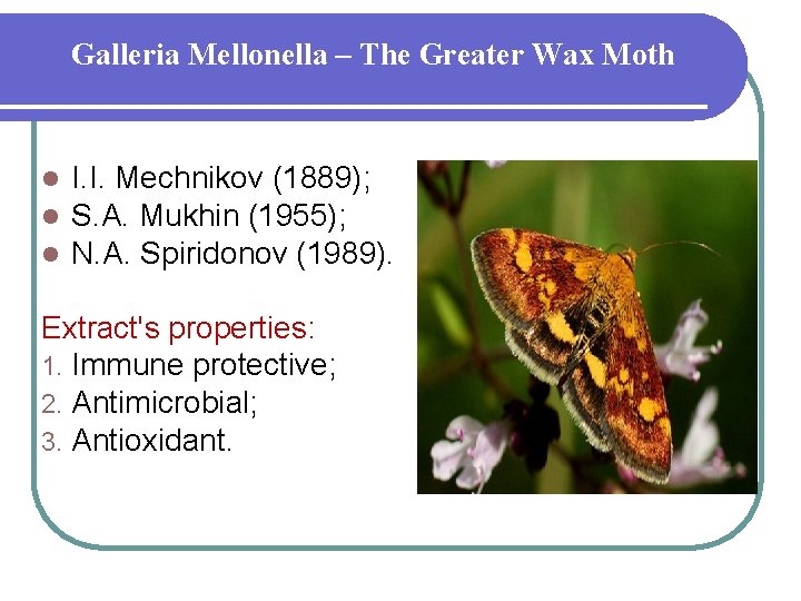 Galleria Mellonella – The Greater Wax Moth l l l I. I. Mechnikov (1889);